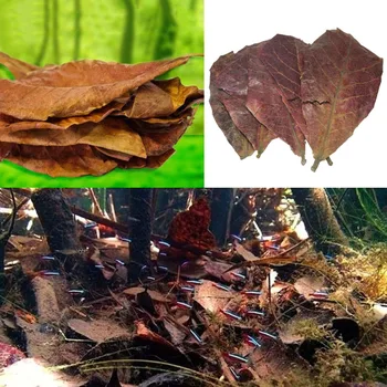 10buc Naturale de Frunze de Măslin Filtru Acvariu Terminalia Catappa Foetida Frunze Insula de Migdale Frunze de Pește Tratament de Curățare